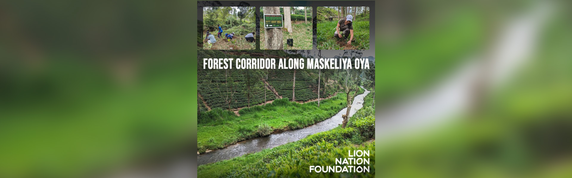 Restoring 9 km of the Maskeliya Oya